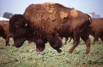 Bison