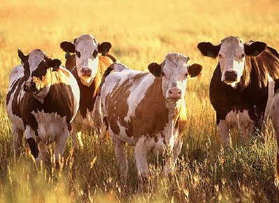 Cattle jigsaw puzzle