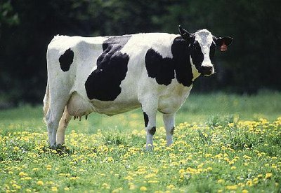 Dairy cow jigsaw puzzle