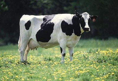 Dairy cow