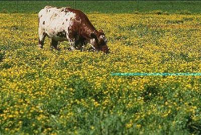 Cattle feed