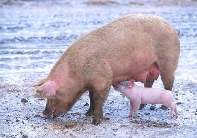Sow with piglet jigsaw puzzle