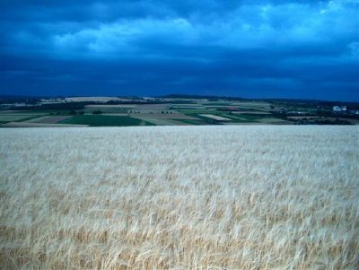 Cornfield, Hausen, Germania