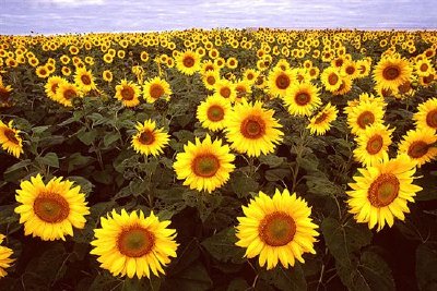 Girasoles en Fargo Dakota del Norte