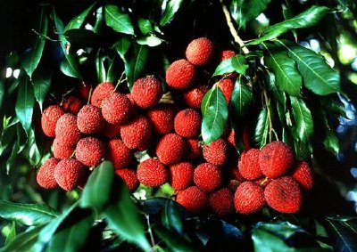 Lychees, Litchi chinensis jigsaw puzzle