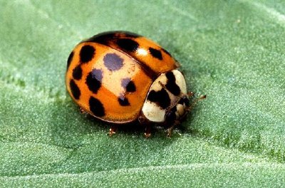 The Asian multicolored lady beetle