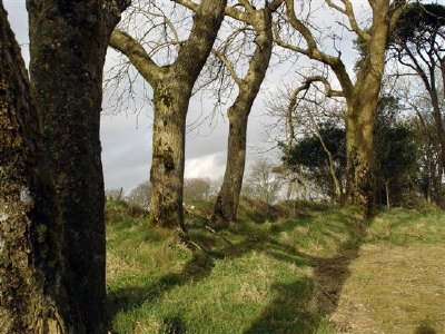 Holz in West Cork Irland, Cork, Irland