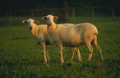 Owce z sierści St.Croix