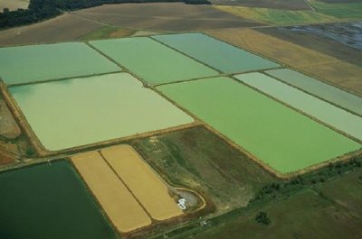 ルイジアナ州のナマズの池の配列