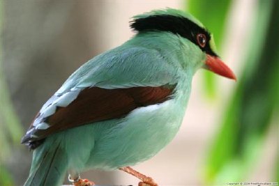 ein exotischer Vogel