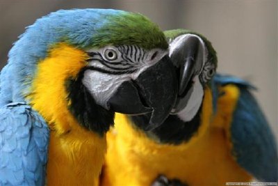 Parrots