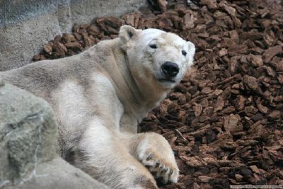 Urso polar