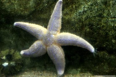 Морска звезда