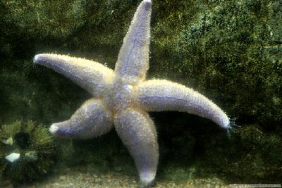 Estrella de mar