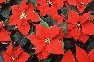 Poinsettia jigsaw puzzle