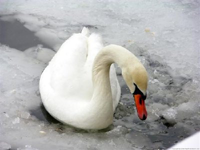 Cisne