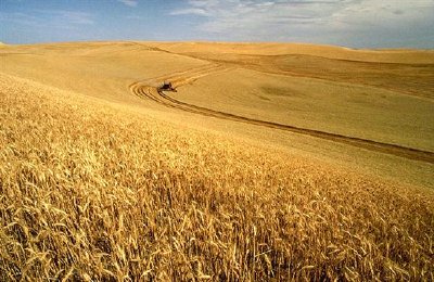 Zbiór pszenicy na Palouse