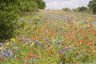 Wild flowers jigsaw puzzle