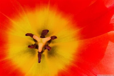 Tulpe