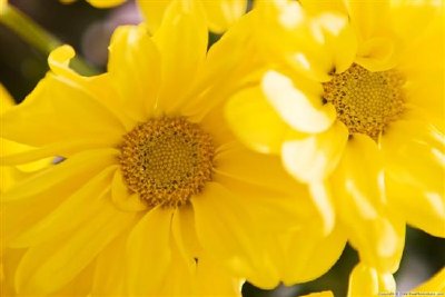 Petal