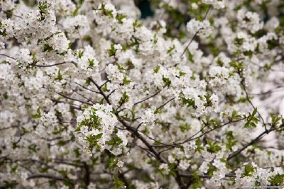 Flor da primavera