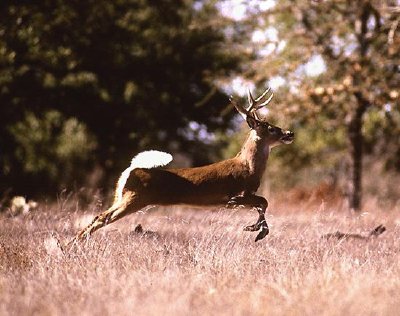 Queue blanche de cerf