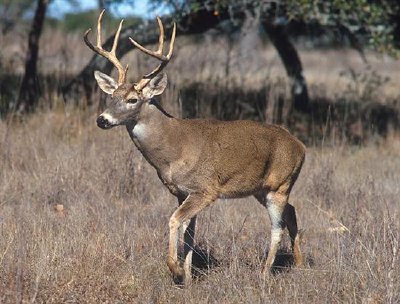 White-tailed deer jigsaw puzzle