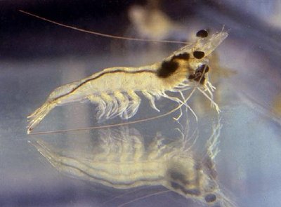 Une jeune crevette, Penaeus vannamei