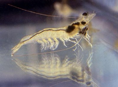 Un camarón joven, Penaeus vannamei