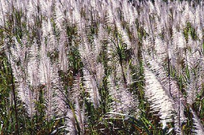 Tasseled sugarcane growing near Canal Point, Florida jigsaw puzzle