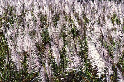 Tasseled sugarcane growing near Canal Point, Florida