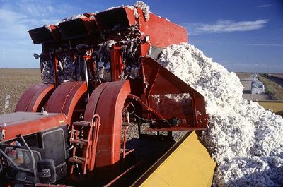 Cotton harvesting in Texas