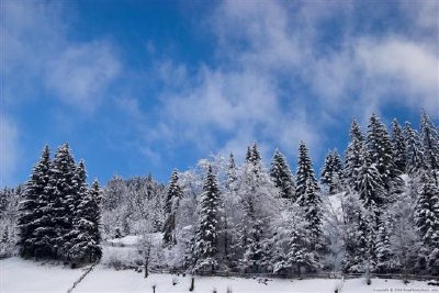 Foresta nella neve