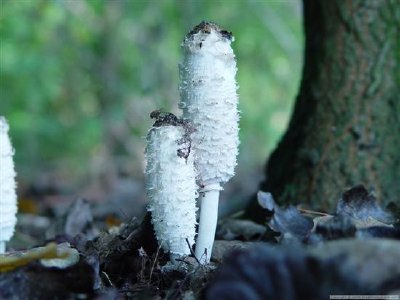 Mushroom jigsaw puzzle