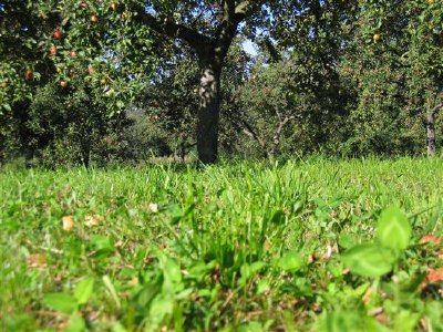 Apple trees