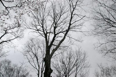 Leafless tree