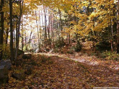 Autumn foliage jigsaw puzzle