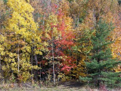 Colores de otoño