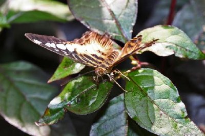 Borboleta