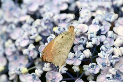 Schmetterling