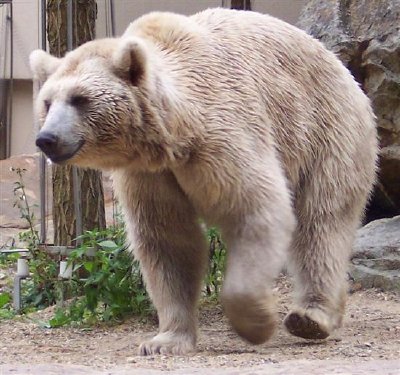 エレバン動物園、アルメニアのUrsus Arctus Syriacus