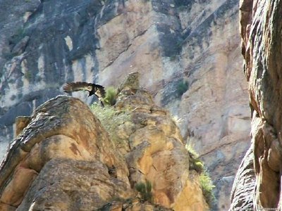 Condor dans le Grand Canyon