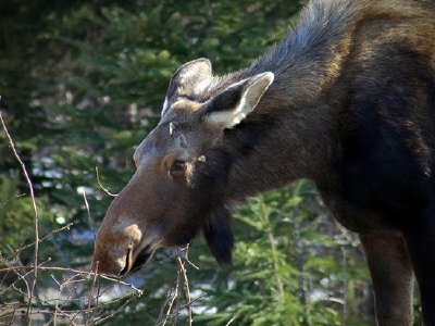 駝鹿在加拿大紐芬蘭格羅斯莫恩國家公園