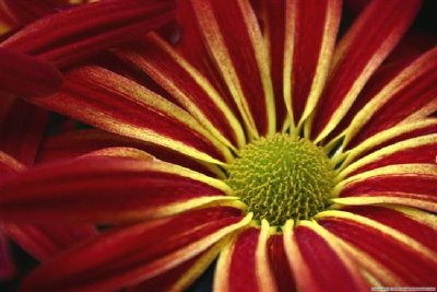 a Flower jigsaw puzzle