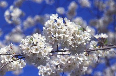 Körsbärsträdet blommar nära tidvattenbassängen i Washington, DC