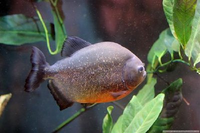 Piranha