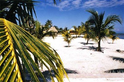 Palmer och en strand, Belize