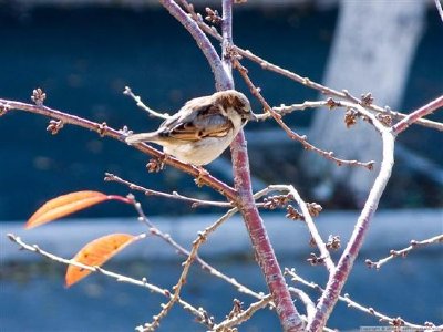 樹枝上的鳥