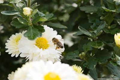 a Bee jigsaw puzzle