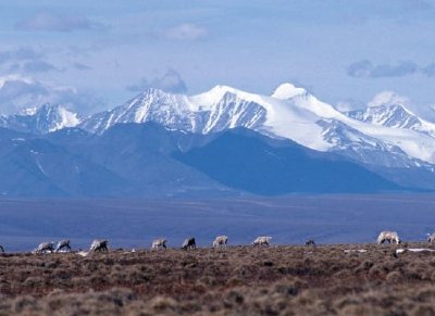 1002 Area: Caribou with mountain backdrop